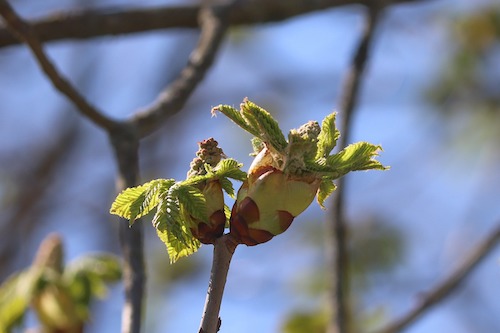 Gémmothérapie marronnier