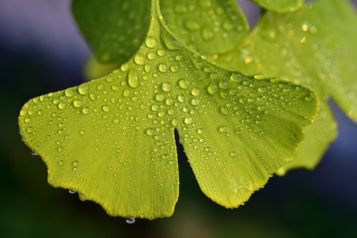 Ginko phytothérapie