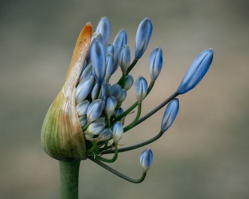 les grands principes de la Naturopathie