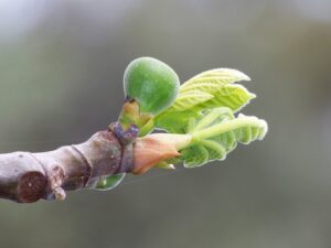 Hypertension : Connaissez-vous la gémmothérapie ?